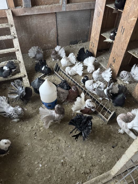 De vanzare voltati indieni