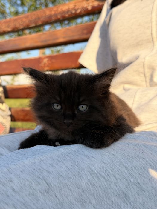 Продам чудесных котят