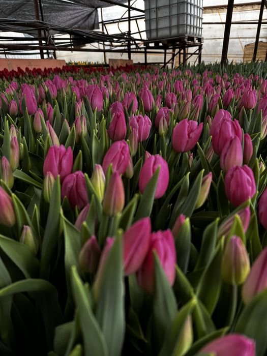 Тюльпаны оптом и розницу