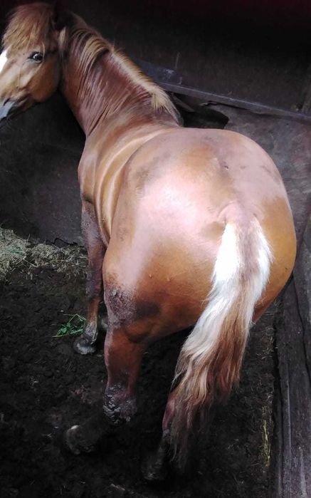 Продам Жеребца полутяж