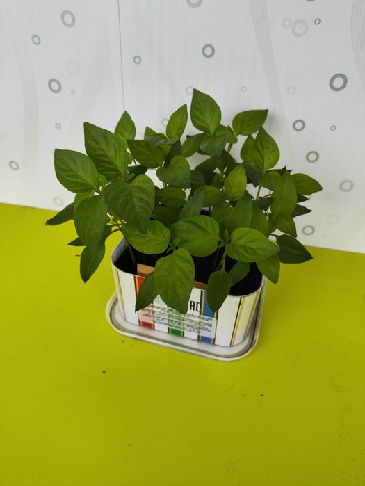 Рассада перец сладкий