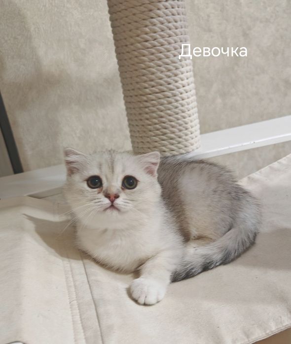 Шотландские котята