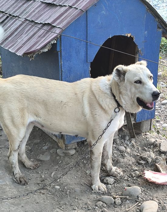 Алабай ургочи сотилади срочно,