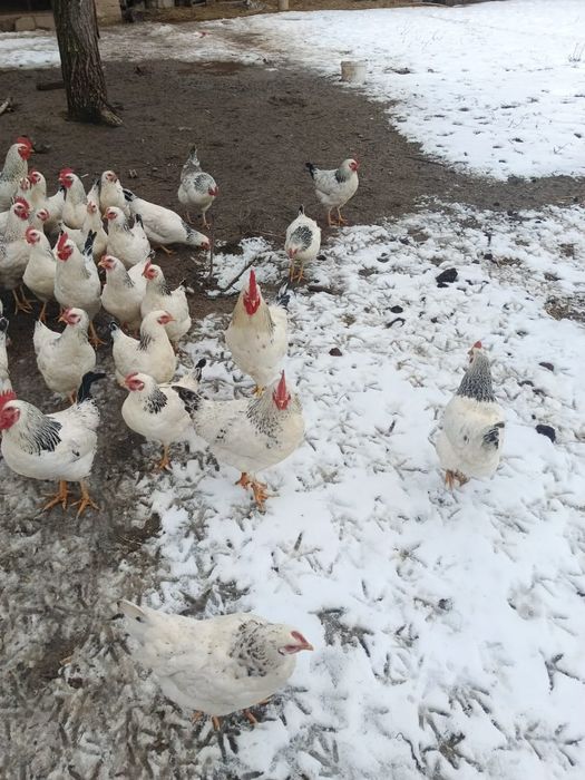 Адлер қораздар 6 штук бар