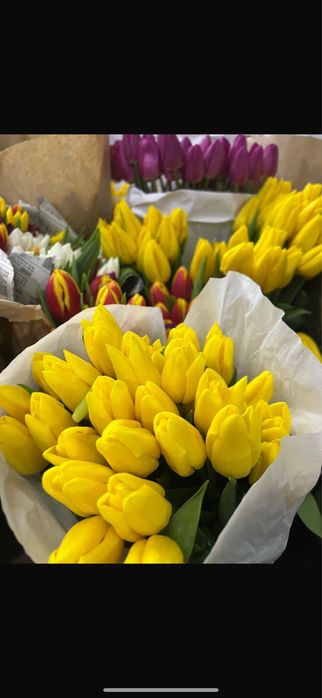 тюльпаны сорт «Белорусь» 850тг по предзаказу до 1 марта.