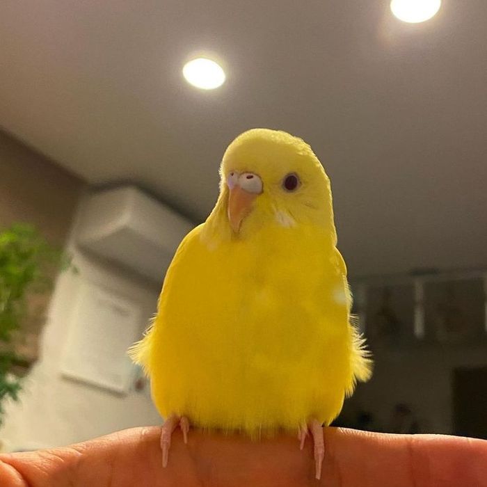 Волнистый попугай