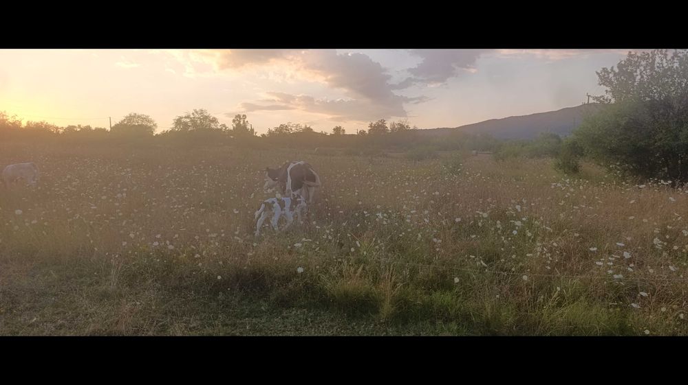 Vând vițel, 2 săptămâni