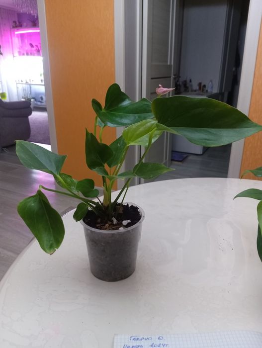 Продам антуриум.