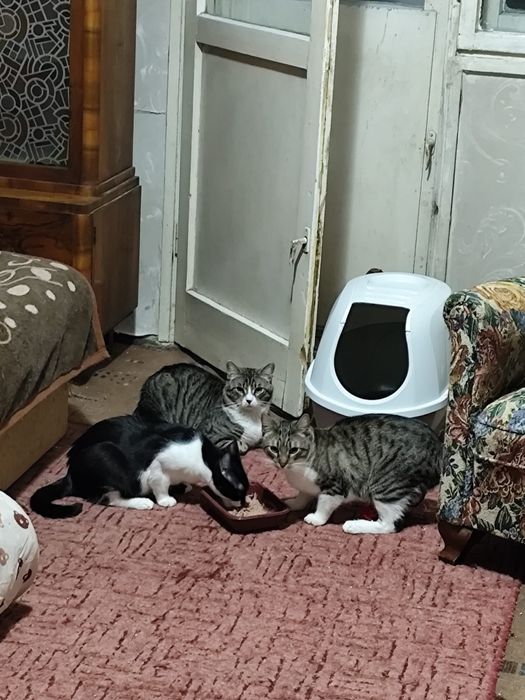 Pisoi pentru adopție