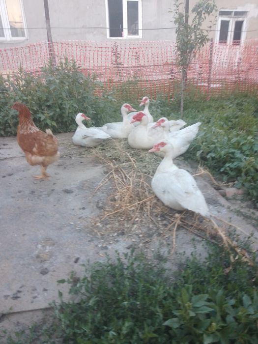 Срочно продам индауток
