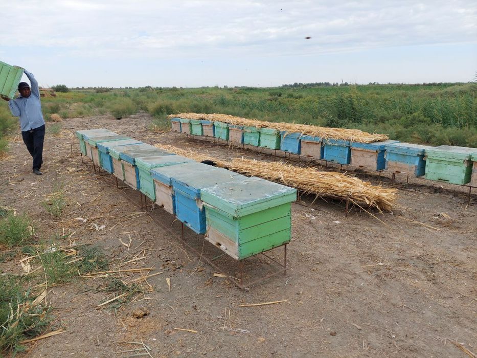 Асалари оиласи сотилади