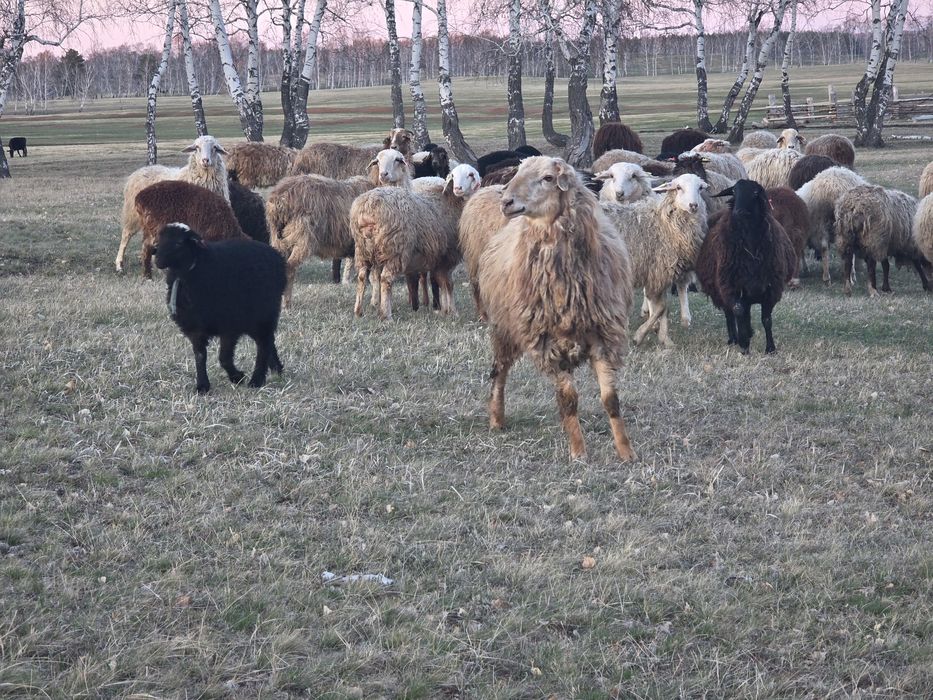 Продам кошкара племенного