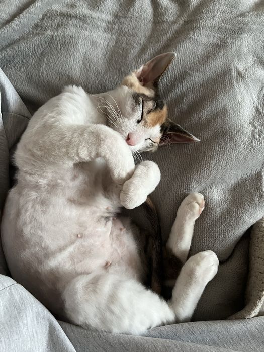 Породистый сфинкс коротошерстный