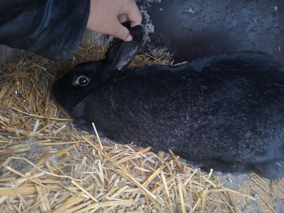 Қоян,көжектер сатамын