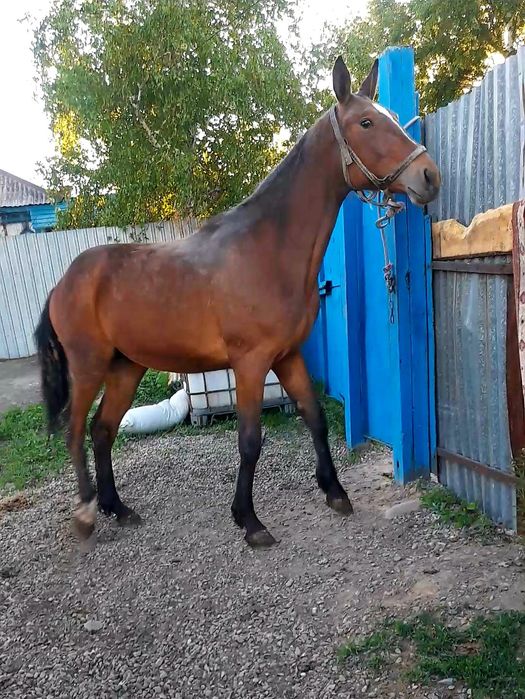 Продам американского рысака