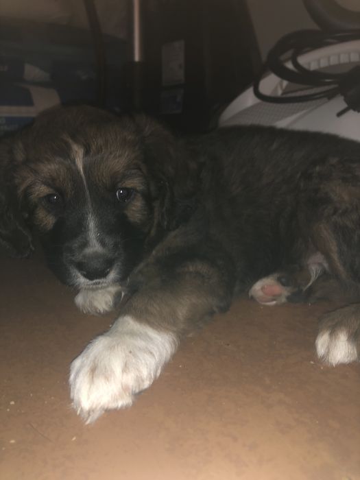 Отдам шенка месяц и неделя