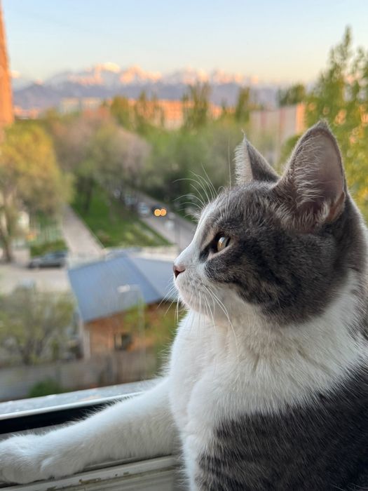 Отдам кошку в добрые руки