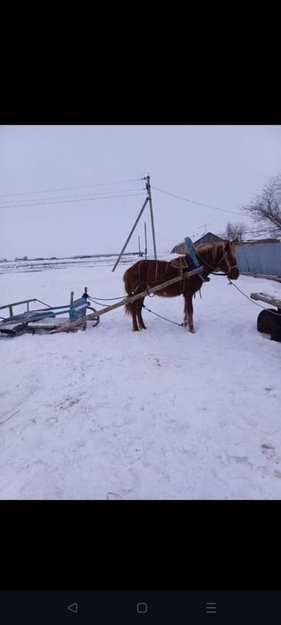 Құнан сатыдағы ..