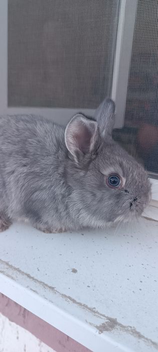 Маленькие крольчата красивые