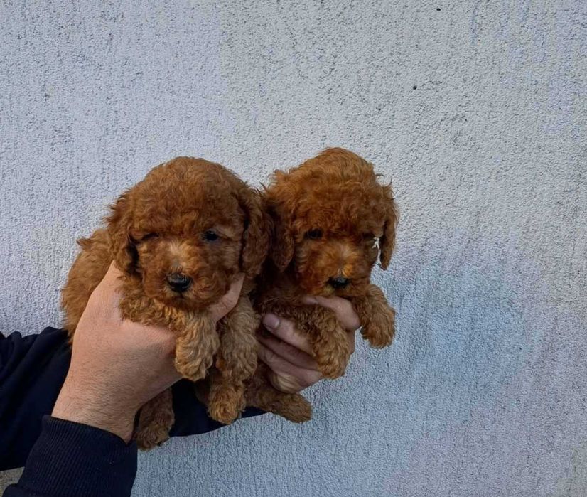 Продавам мъжки Той Пудел