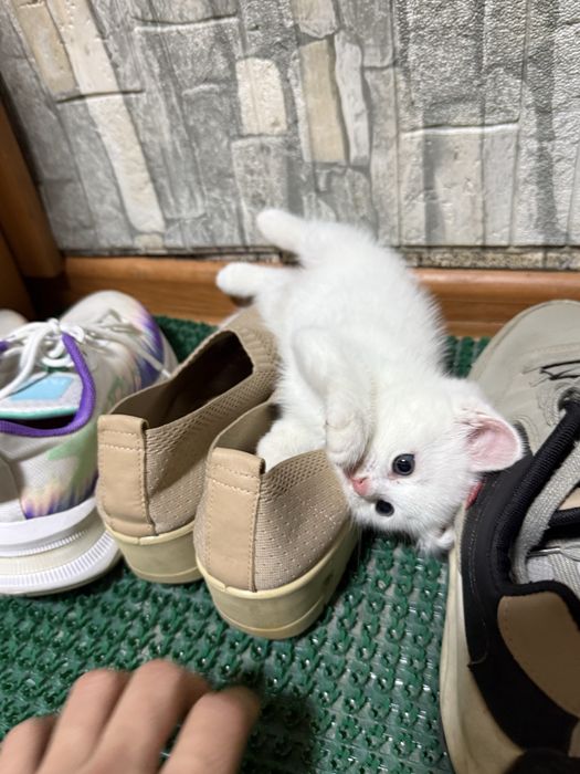Котенок срочно!!!