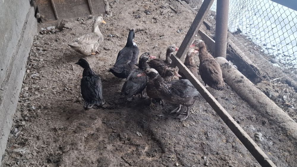 Продам уток шипунов самки в количестве 7 штук