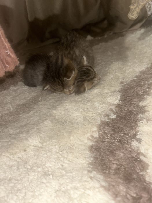 Котята Бесплатно