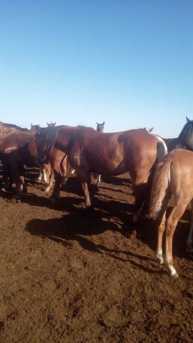 Продаю лошадь 7 лет и жеребят