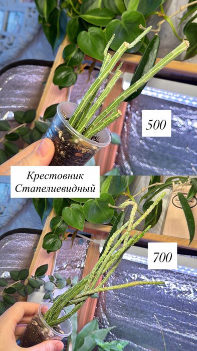 Комнатные цветы пррдам