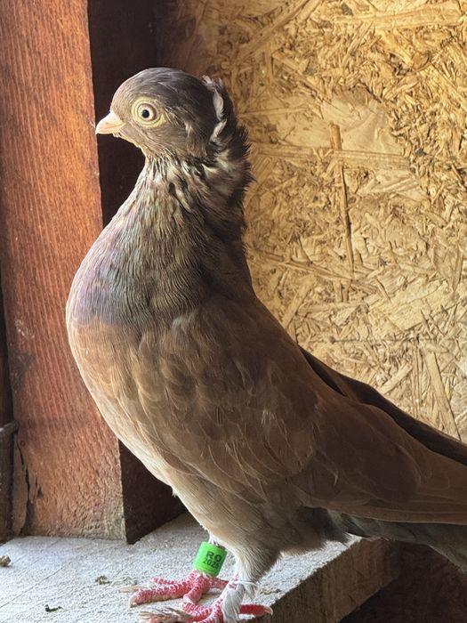 Porumbei jucatori