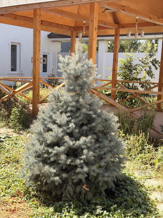 Голубая ель польский