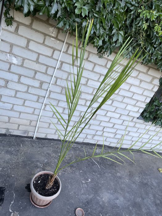 Продам комнатные цветы