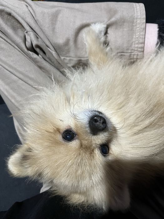 Продам немецкого шпица