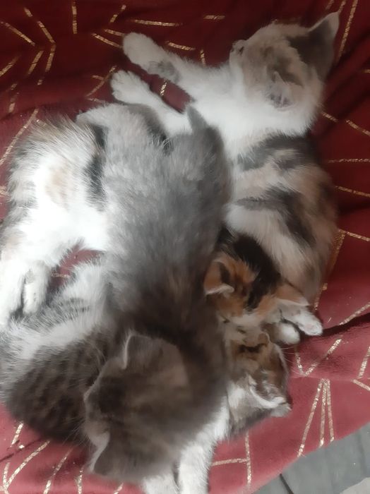 Отдам котят в добрые руки
