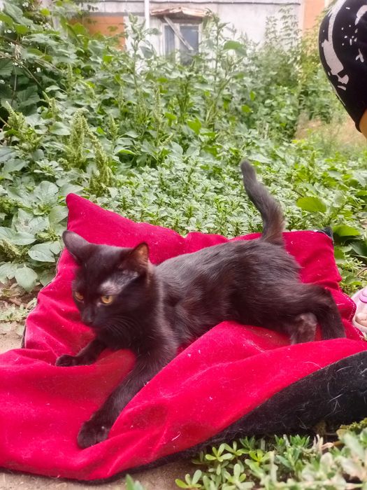 Отдам котенка девочку