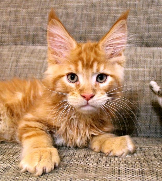 Котята МЕЙН КУНОВ - Доставка есть !