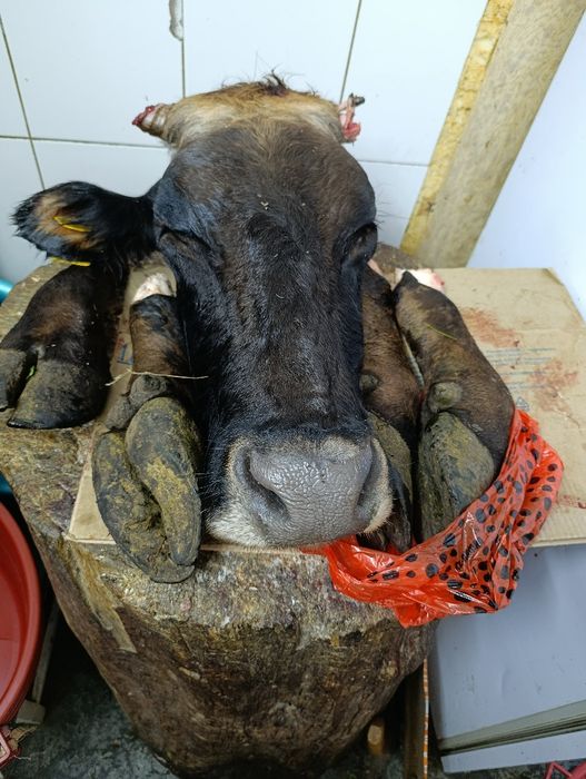 Продам Сбоя,Мясо