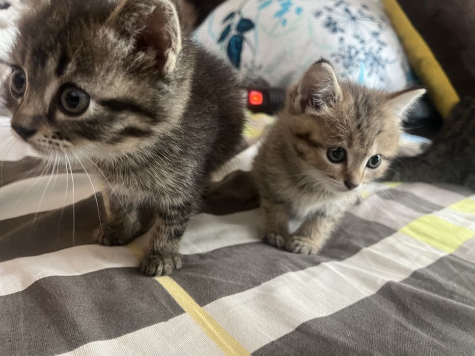Отдам котят в хорошие руки