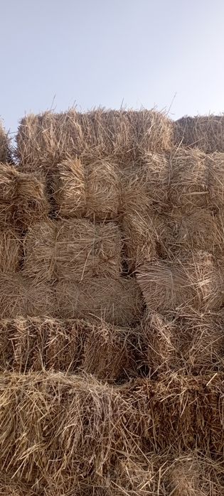 Продам сено солома ячменная тюки плотные