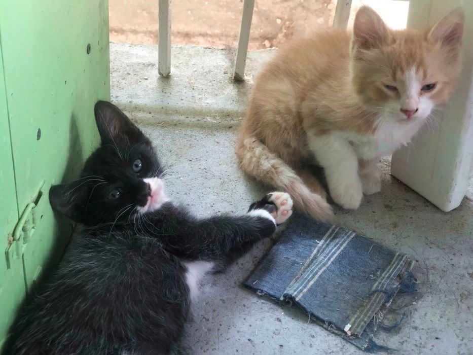 Подарявам котенца