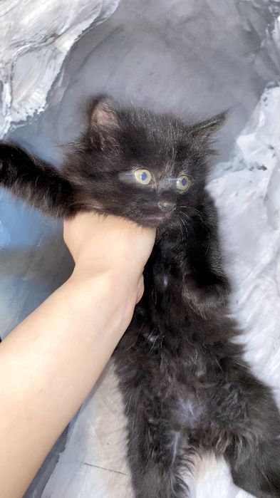 3 ta qora mushuk hadiyaga