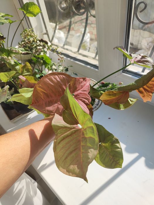 Комнатные цветы.