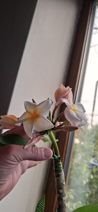 Плюмерия цветы вечной Любви ,Орхидеи