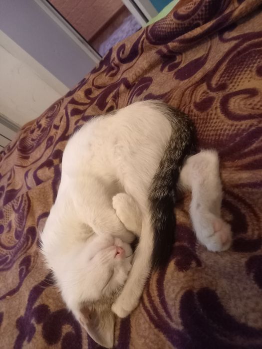Отдам котёнка 2 месяца. Мальчишка.