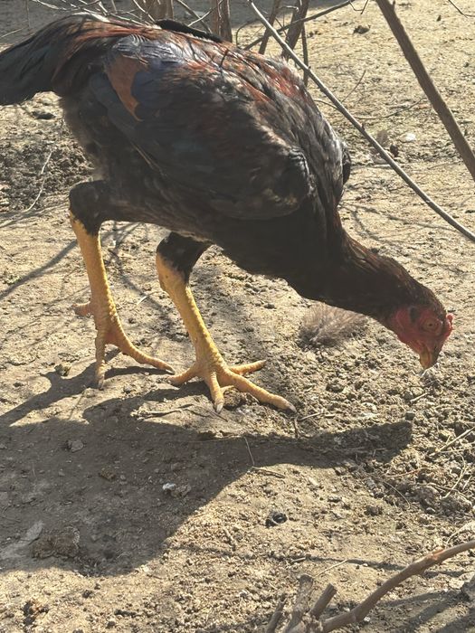 Даканы 5 меяцячние