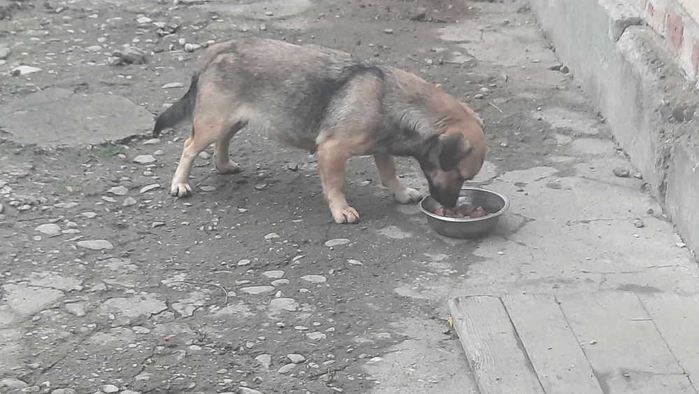 Adoptie catelusa talie foarte mica