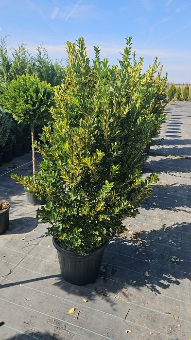 Pon pon  - Spurale  - Iarba de pampas  - Enupar