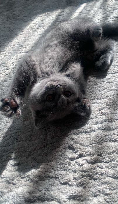 Британские котята