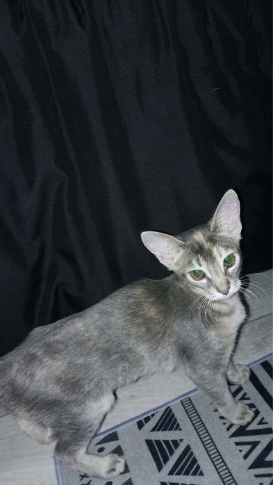 Абиссинская кошка (Чаузи)