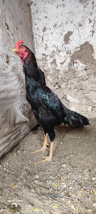 Dakan xoʻroz sotiladi 1 yilli tulle